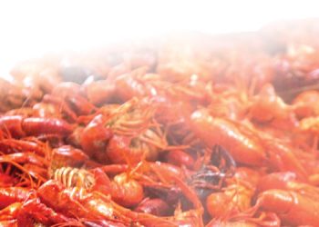 휴스턴순복음교회, 크로피시 보일 행사 (17일 토, 오전 10시)