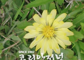 독자 기고 / Elisa’s 노트 – 맥알렌의 3월
