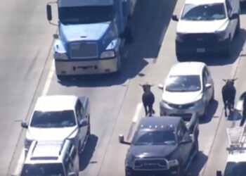 휴스턴 I-45, 로데오 소 떼 탈출 대소동