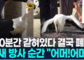 황새 폐사 고발당한 김해시…’땡볕에 100분’ 방사순간 “어머!”