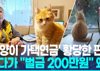 옆집 침범해 볼일 본 고양이 ‘가택연금’…”佛최고 논란 판결”