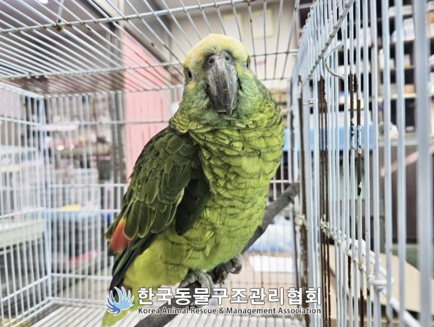키피 앵무새
