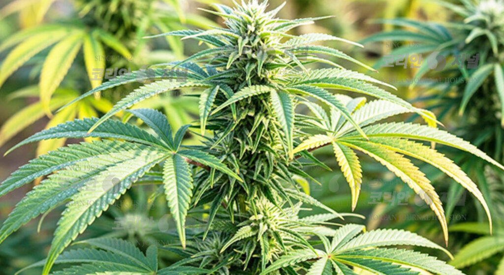 “트럼프, THC 봉쇄 법안 서명...텍사스 55억불 대마 산업 흔들린다” 1 햄프