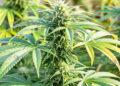“트럼프, THC 봉쇄 법안 서명…텍사스 55억불 대마 산업 흔들린다”