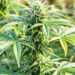 “트럼프, THC 봉쇄 법안 서명...텍사스 55억불 대마 산업 흔들린다” 9 “트럼프, THC 봉쇄 법안 서명…텍사스 55억불 대마 산업 흔들린다”