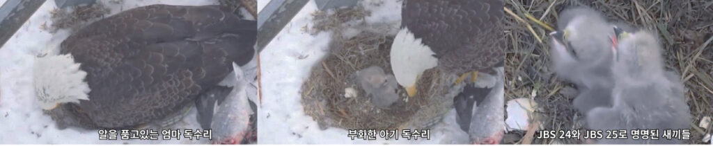 텍사스 겨울 폭풍 속 탄생한 생명, 대머리독수리 새끼 2마리 부화(음성서비스) 1 27 흰머리 독수리 부화과정