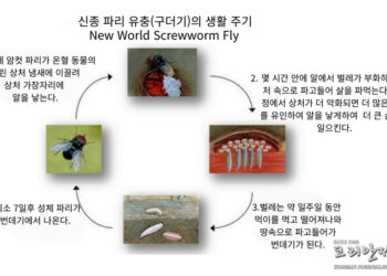 “60년 만에 돌아온 신종 구더기(파리 유충)” … “애봇 주지사 재난 선포(음성서비스)