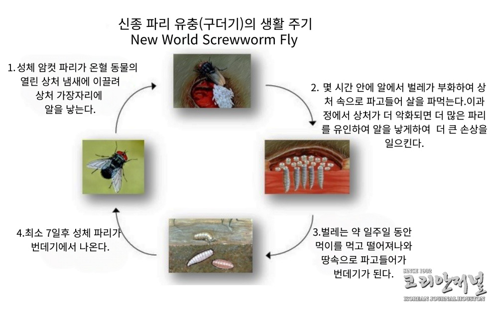 "60년 만에 돌아온 신종 구더기(파리 유충)” ... "애봇 주지사 재난 선포(음성서비스) 1 6 에봇 재난선포