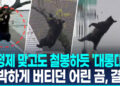 [영상]진정제 맞고도 철봉하듯 버티다 ‘쿵’…야생곰 구조에 환호·박수