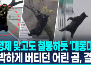[영상]진정제 맞고도 철봉하듯 버티다 ‘쿵’…야생곰 구조에 환호·박수