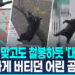 [영상]진정제 맞고도 철봉하듯 버티다 ‘쿵’…야생곰 구조에 환호·박수