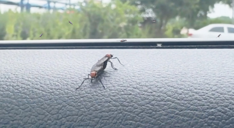모기·러브버그 기승… 올봄 휴스턴, 예년보다 훨씬 심하다(음성서비스) 1 Mosquitoes and love bugs