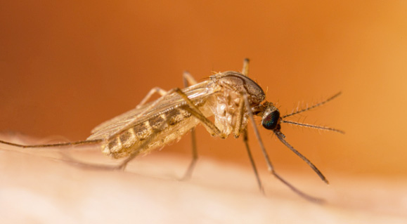 "바로 우리 동네에서!"…해리스 카운티, 올해 텍사스 첫 웨스트 나일 바이러스 확진(음성서비스) 1 West Nile 0521