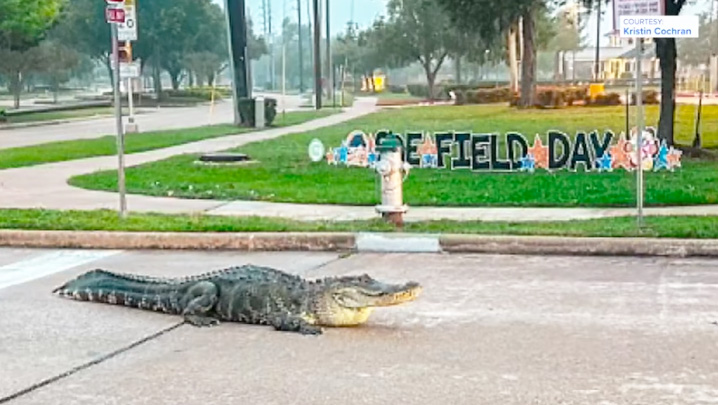 "나가기 싫어!" … 싱코 랜치 주민 뒤뜰 수영장에 악어가 불청객으로(음성서비스) 2 gator outside school 0520