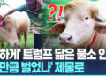 [영상]’트럼프 묘하게 닮아’ 인기 끌었는데…방글라 ‘스타 물소’, 제물로 