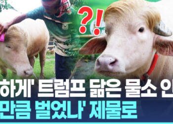 [영상]’트럼프 묘하게 닮아’ 인기 끌었는데…방글라 ‘스타 물소’, 제물로 