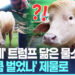 [영상]’트럼프 묘하게 닮아’ 인기 끌었는데…방글라 ‘스타 물소’, 제물로 