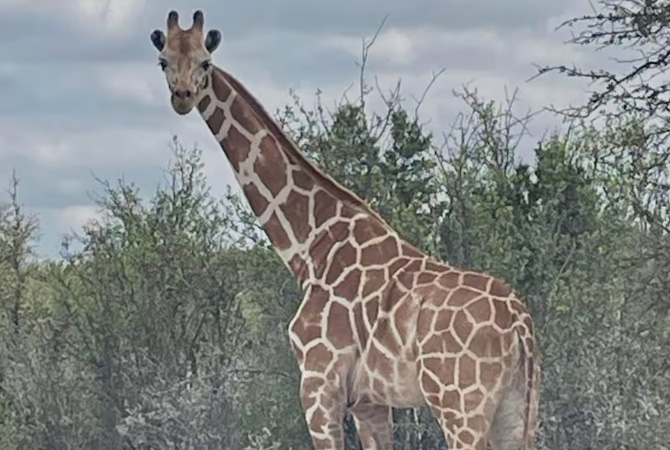 텍사스에서 기린이 사라졌다(음성서비스) 1 Giraffe 0626