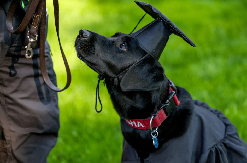 Sasha the Harvard University police dog 0603