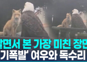 [영상] “살면서 본 가장 미친 장면”…독수리와 한 테이블, 여우 반응은