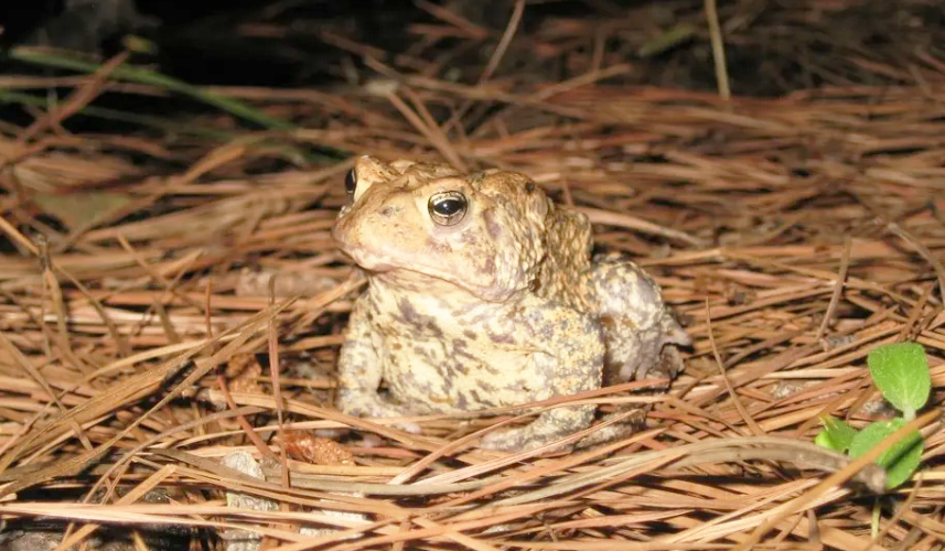 50년 만에 나타난 '휴스턴 두꺼비'…. 멸종위기 반세기만의 반가운 발견(음성서비스) 1 Houston toad usfws 0718