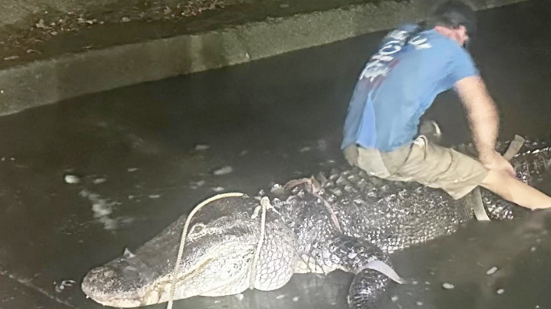 4시간의 사투... 나소 베이서 13피트 괴물 악어 생포(음성서비스) 1 gator nassau bay 0714