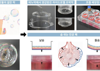 바이러스 감염 반응까지 재현…포스텍 ‘숨 쉬는 인공 폐’ 개발