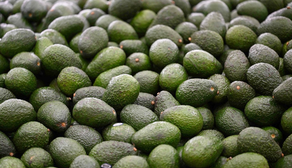 치안 악화에 美 검역 중단…멕시코산 아보카도 대미 수출 '비상' 1 Mexican Avocado0806