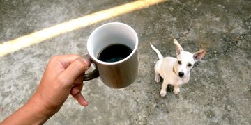 공복에 마시는 커피 한 잔, 혈당엔 이렇게 다르다(음성서비스)