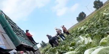 중국서 배추 신선도 유지하려 ‘발암물질’ 사용…당국 수사