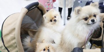 "반려견과 사는 고령자, 치매 위험 48% 낮아" 8 “반려견과 사는 고령자, 치매 위험 48% 낮아”