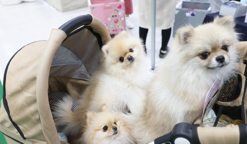 "반려견과 사는 고령자, 치매 위험 48% 낮아" 1 pet 0825