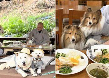 [반려동물] 강아지도 사찰복 입고 스님과 차담…’댕플스테이’ 인기