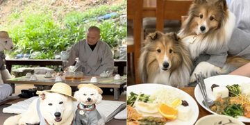 [반려동물] 강아지도 사찰복 입고 스님과 차담…’댕플스테이’ 인기