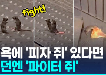 [영상] 뒷발로 서서 치고받고…런던 지하철 쥐 두마리 ‘주먹다짐’ 화제