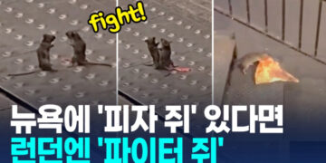 [영상] 뒷발로 서서 치고받고…런던 지하철 쥐 두마리 ‘주먹다짐’ 화제