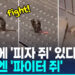 [영상] 뒷발로 서서 치고받고…런던 지하철 쥐 두마리 ‘주먹다짐’ 화제
