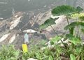 휴스턴 바이유서 물고기 떼로 죽음 … 원인은 바로(음성서비스)