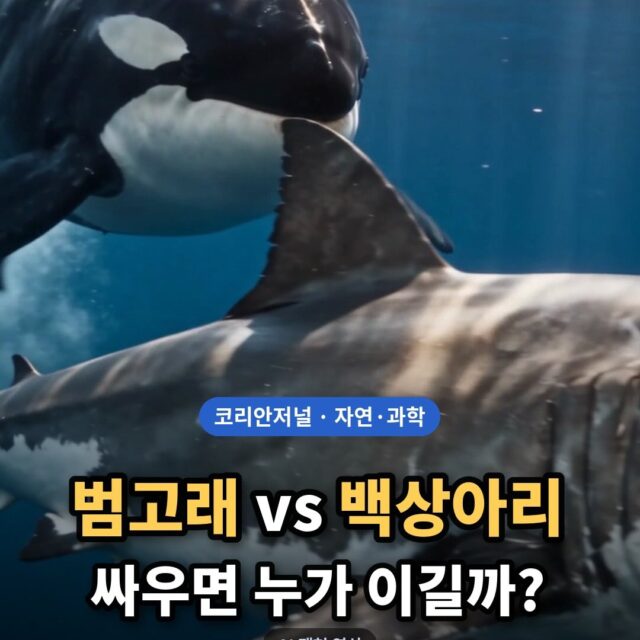 Orca vs. Great White — who wins? Killer whales have been documented hunting great white sharks off South Africa, California, Mexico and Aust